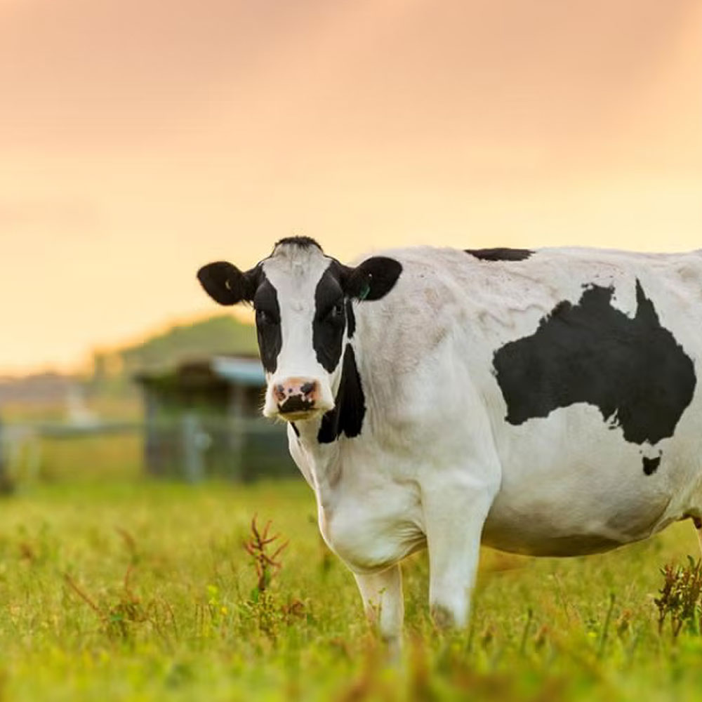 Yerel Çiftlikler, Dürüst Yöntemler